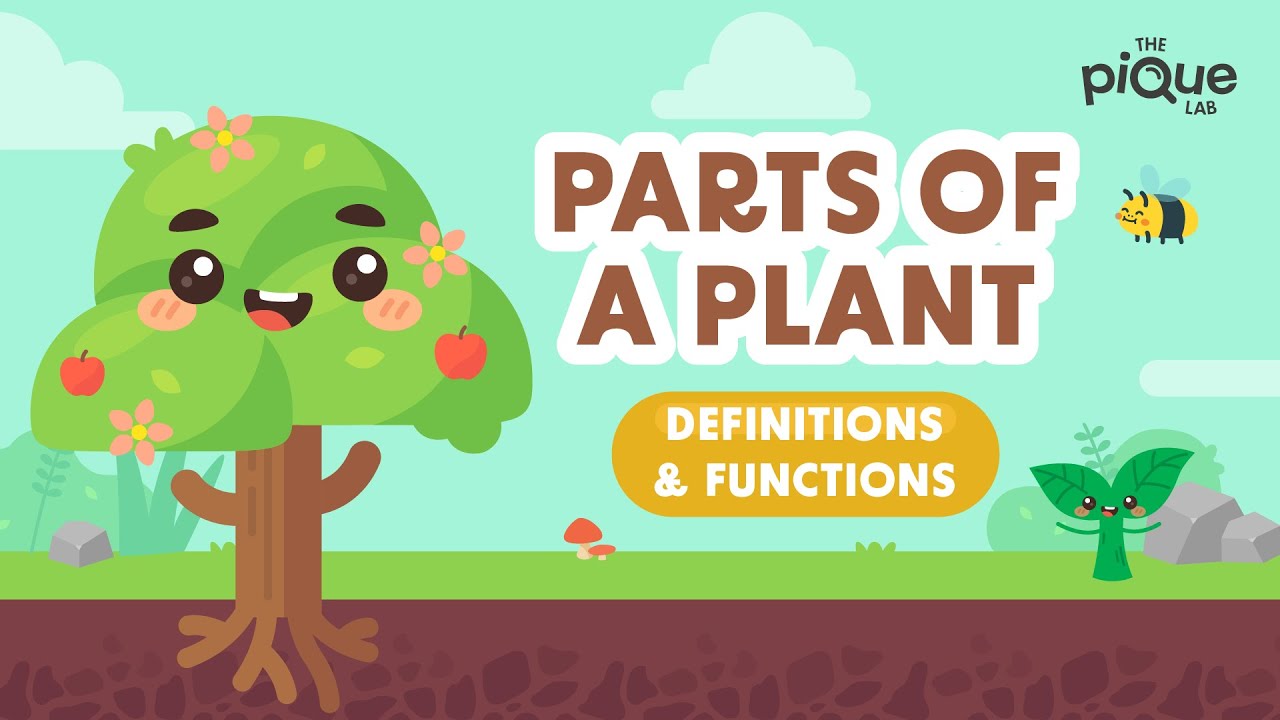Parts Of A Plant: Definitions & Functions | Primary School Science Animation