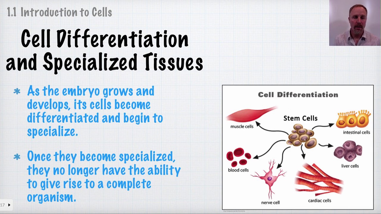 [IB Biology Topic 1 Revision] Introduction to Cells