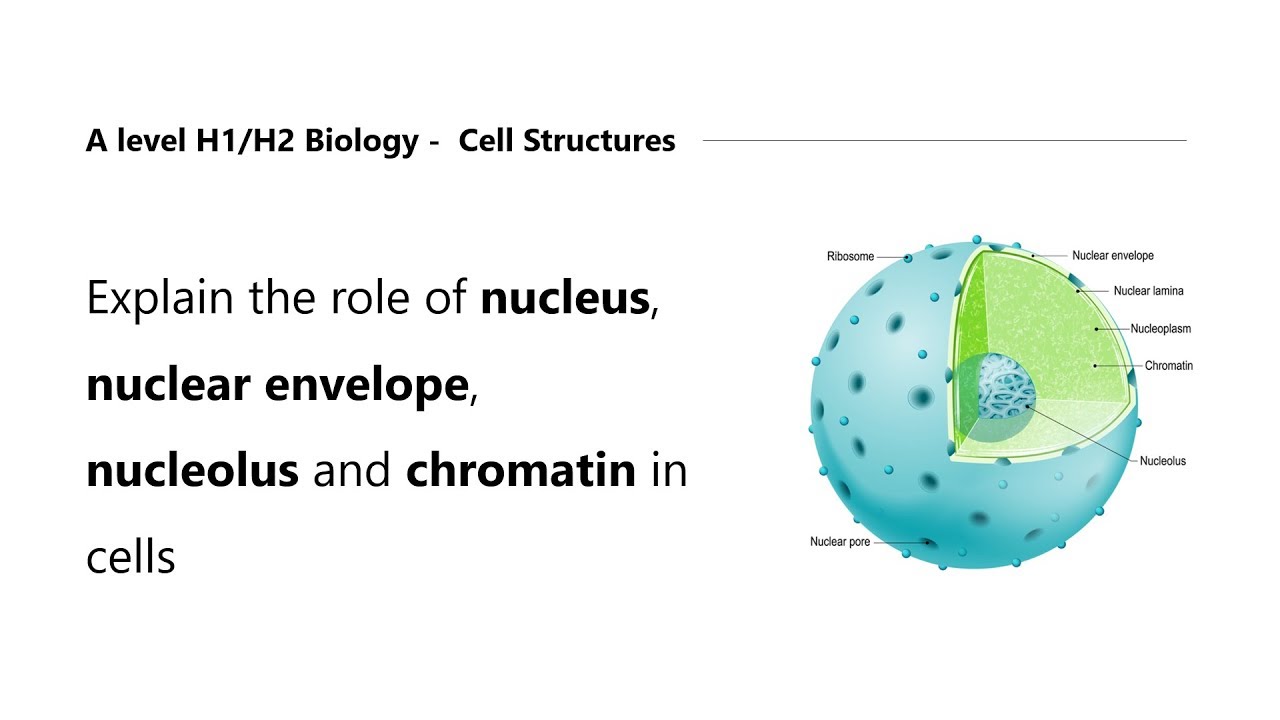 H2 Biology Tuition | H1 Biology Tuition | Nucleus, Nuclear Envelope, Nucleolus and Chromatin