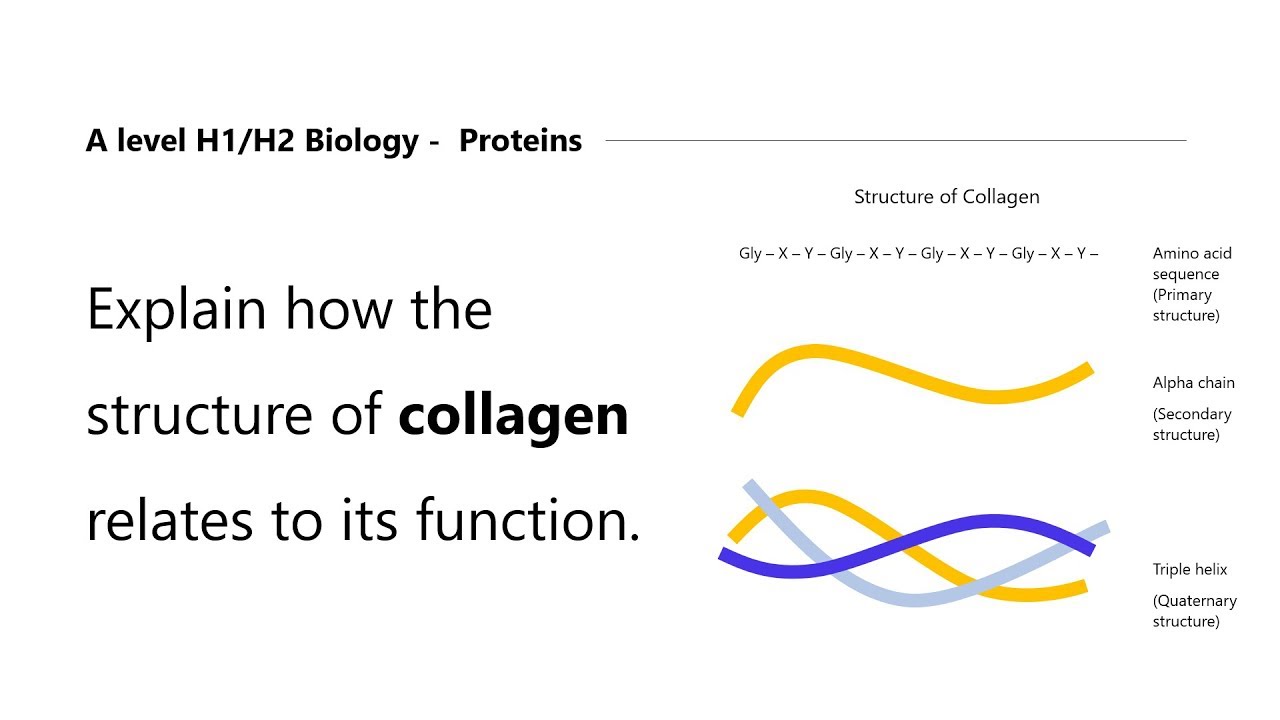 Diffusion | Singapore Tuition | A Level H1/H2 Biology | Collagen and its Function