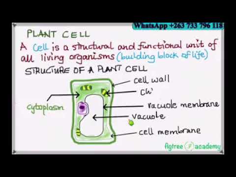 Plant Cell Zimsec Combined Science
