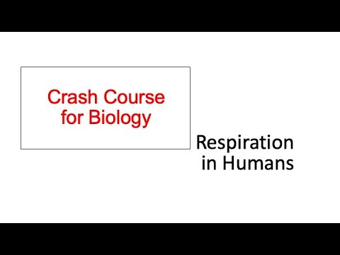 [Crash Course] O and N level Biology (10 Respiration in Humans)
