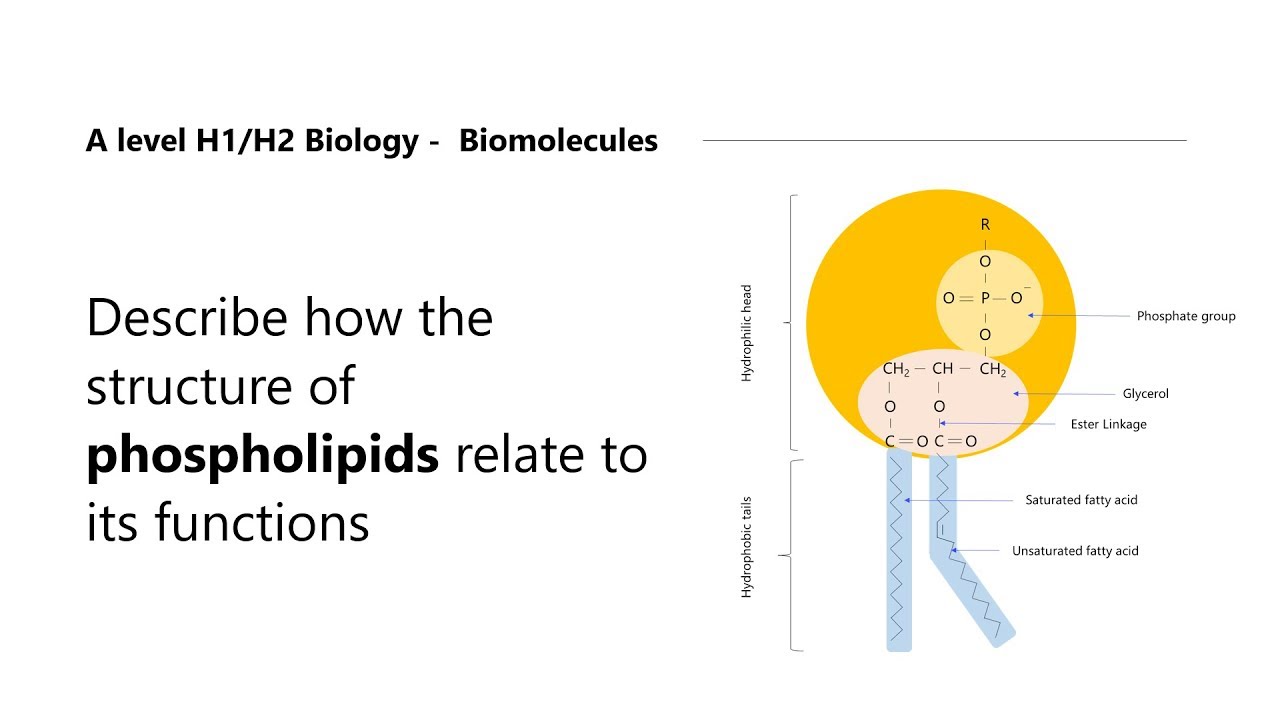 H2 Biology Tuition | H1 Biology Tuition | Phospholipids and its Function
