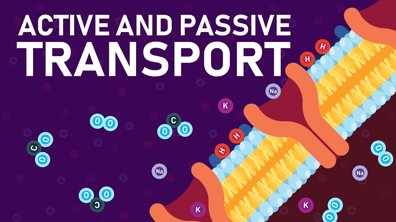 Plant Nutrition and Transport (O level Biology)