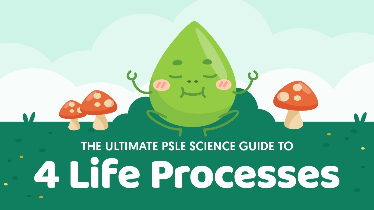 The Ultimate PSLE Science Guide To 4 Life Processes