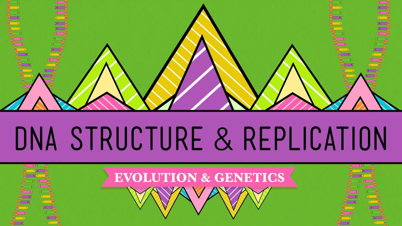 DNA Structure and Replication: Crash Course Biology #10