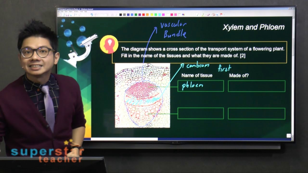 Xylem vs Phloem: Which One Is Actually Alive? 🌱