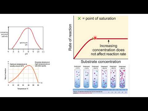 Notes for IB Biology 8.1 (Abbreviated Review)