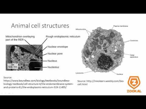 Biology O Levels GCE Singapore by Top NTU Medical Student - Free!