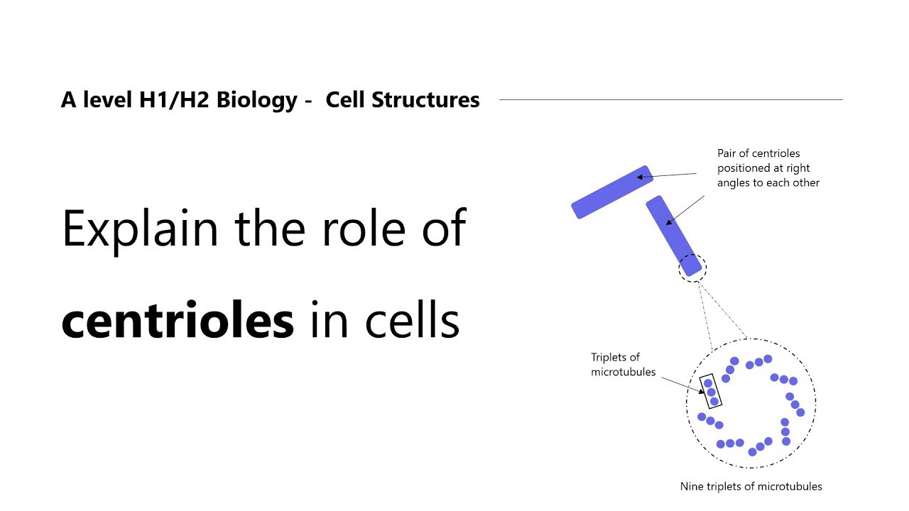 H2 Biology Tuition | H1 Biology Tuition | Centrioles