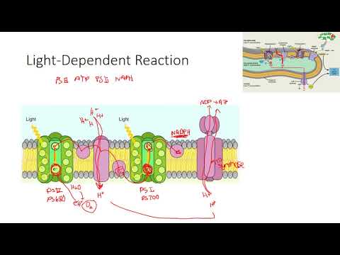 IB Biolgoy 8.3 (Photosynthesis)