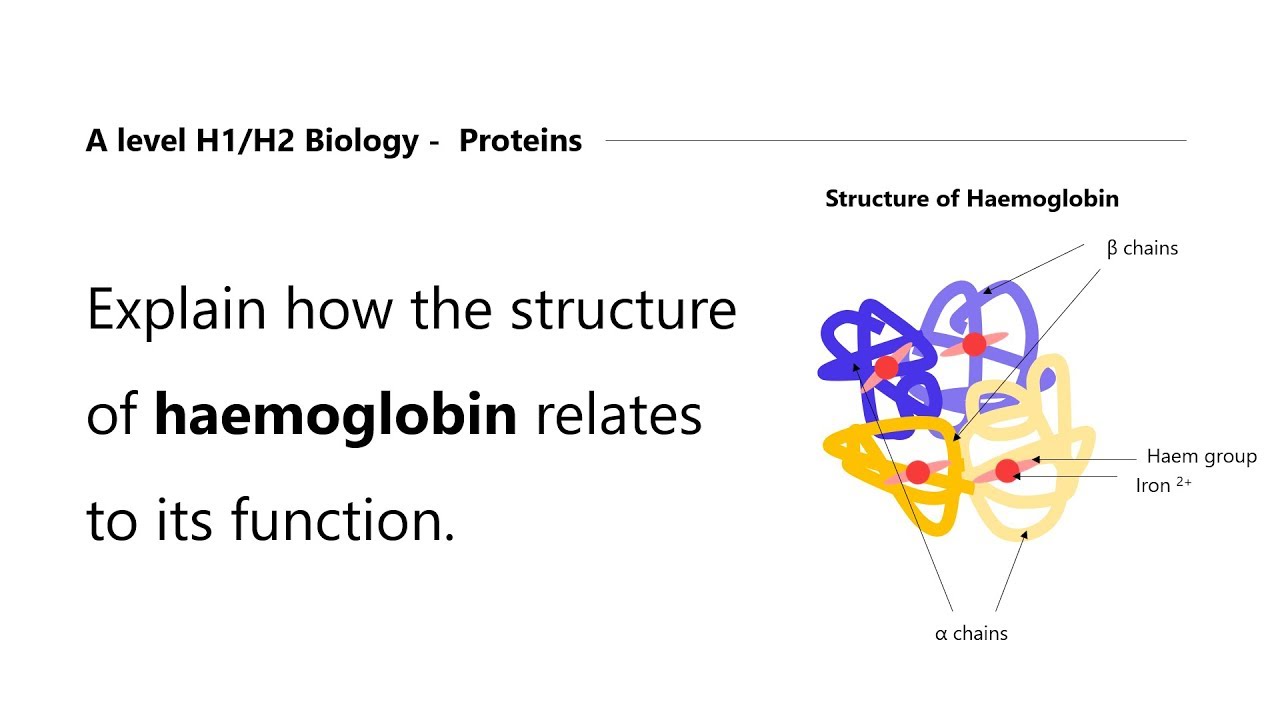 Diffusion | Singapore Tuition | A Level H1/H2 Biology | Haemoglobin and its Function