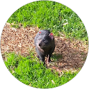 Johwa Lime profile picture